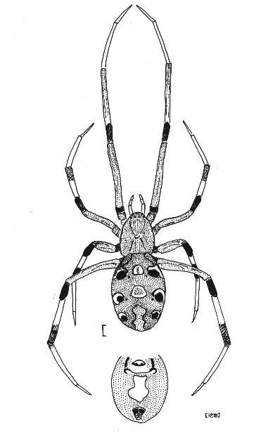L.geometricus female