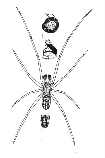 L.geometricus male